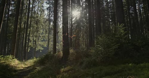 Sunburst Through a Dense Forest in Spring Lighting a Clearing Amongst the Trees with Lush Green