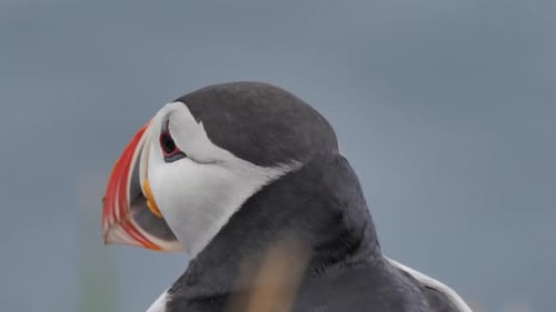 Close up of a puffin in Iceland flapping and looking side to side on a windy day