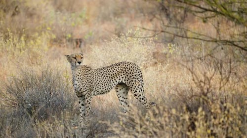 Cheetah Acinonyx Jubatus Stalking in Dry Grass Samburu National Reserve Kenya.