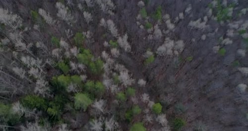 Aerial Drone Shot of a Forest in Autumn, 4k UHD