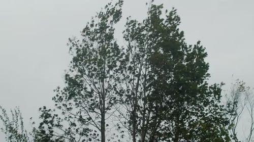 Bad Weather and Hurricane in the Forest Strong Wind Breaks Tree Branches Park