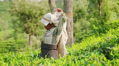 Workers Pick Fresh Tea Leaves in Green Highland Plantation Fields Females Traditional Attire