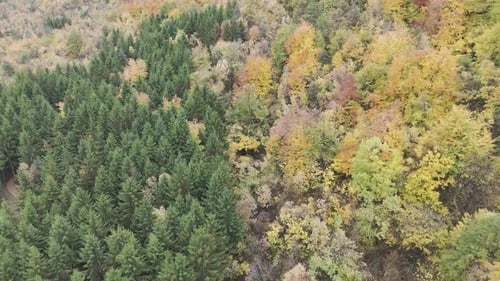 Vast Colorful Mountain Forest In Autumn Top View
