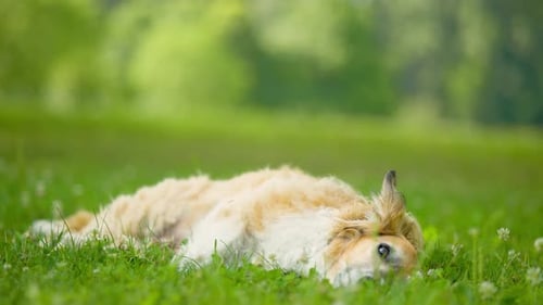 Adorable Dog Laying Down in Green Grass at Park