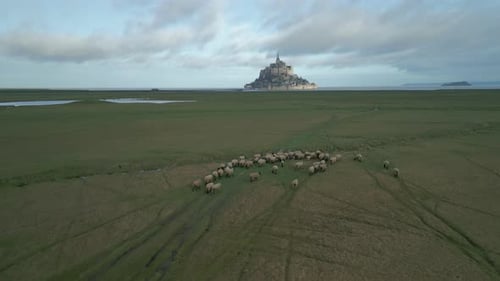 Aerial view of Le Mont Saint Michel with sheep in foreground.