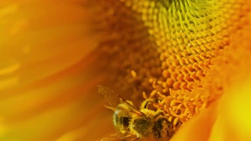 Bee Pollinating Sunflower Macro Shot