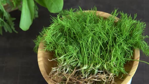 Dill Green Leaves