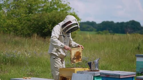 Adult apiarist takes the frame out of a hive. Beekeeper checks if the honey is ready for extraction.