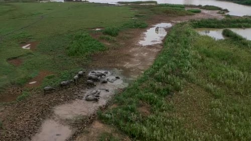 Aerial view of a wild herd of water buffaloes submerge in the mud, Vietnam