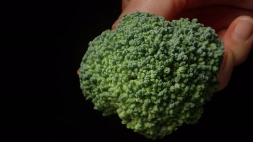 Je tords un petit buisson de brocoli sur fond noir, en gros plan.