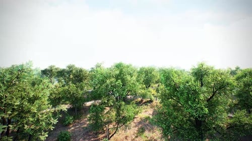 Aerial Forest Canopy With Sunlight Glow 4K