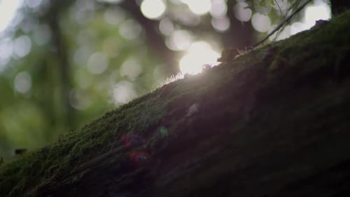 A close-up of a fallen tree trunk with sunlight rays illuminating it from behind