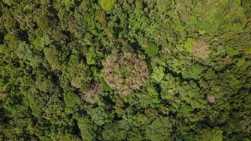 Aerial Top Down View of Amazon Rainforest Canopy Timelapse
