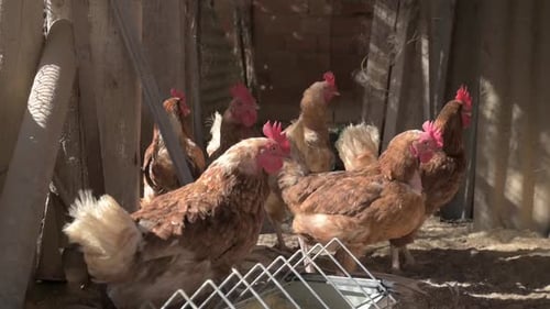 Group of Chickens in a Sunlit Rustic Farm Enclosure