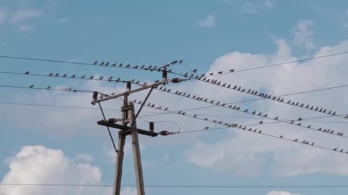 A lot of birds are sitting on high voltage wires. Beautiful blue sky with big white clouds. Close.