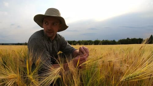 Close Up to Young Agronomist Sitting at Cereal Field and Examining Ripe Barley Stalks