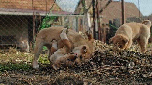 A Very Little Puppy is Running Happily with Floppy Ears Trough a Garden with Green Grass It Almost