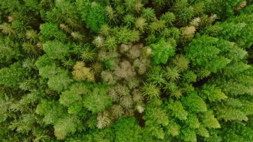 Aerial View of a Verdant Forest Canopy