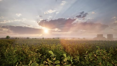 Farming Tractor Plowing And Spraying On Field