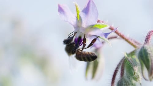 Eine Honigbiene wird von der Bestäubung einer zarten blauen Blume umgeben, deren Flügel sanft summen.