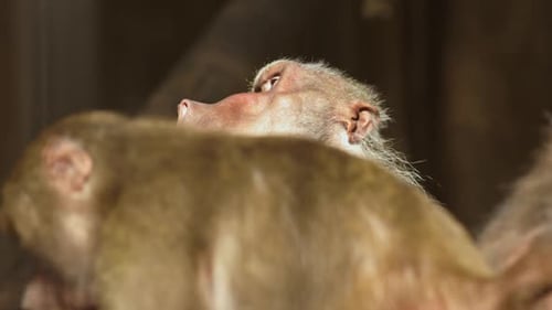 Neugieriger Affe, fasziniert von unbekannten Wundern der Tierwelt