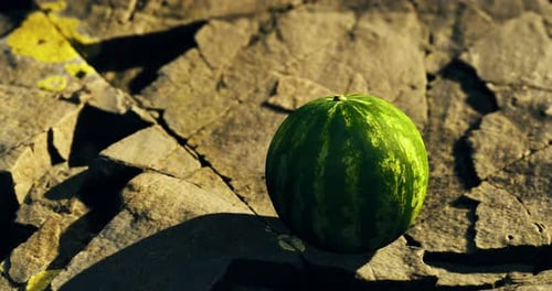 Green Watermelon Resting on Sunlit Stone Surface Amidst Autumn Leaves