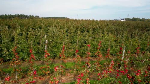 Ripe red apples on trees in a fruit orchard - slow aerial shoot.