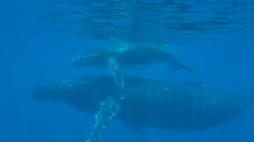mother humpback whale with baby whale swimming slowly underwater in the ocean