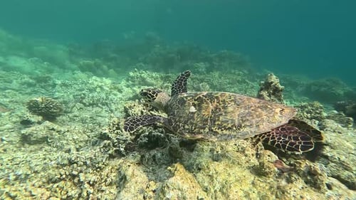 A Large Turtle Swims Near a Coral Reef Off an Island in the Maldives