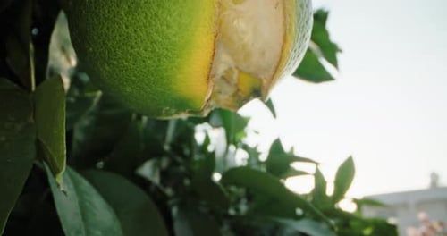 A Large Poin of an Orange on a Branch of a Tree Ripening in the Garden