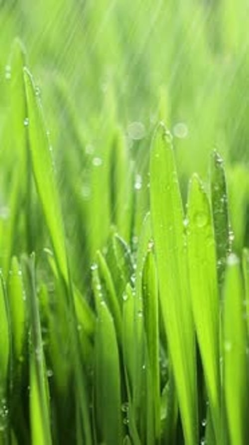 Vertical Screen Morning Rain on Green Grass