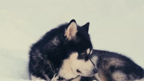 Furry Alaskan Malamute Lying Down On The Frozen Ground Outdoor. Close Up