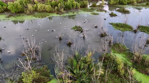 Aerial view of an egret standing still in the wetland.