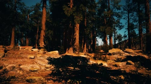 Sequoia Redwood Trees in the Sequoia National Park Forest