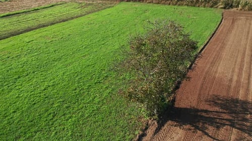 Lone tree in farmland, green meadow and brown, ploughed field, aerial view, serenity, peace and tran