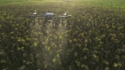 Agricultural Drone Spraying Sunflower Field 28