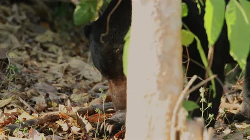 Bear Peeking Behind Tree in Forest Surrounded By Dry Autumn Leaves and