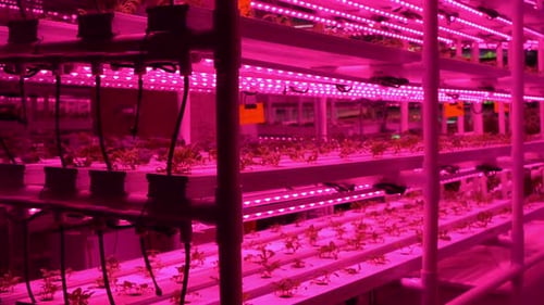 Agriculture Greenhouse Hydroponic Growth Technology Farm Garden Innovation Farming and Sustainable