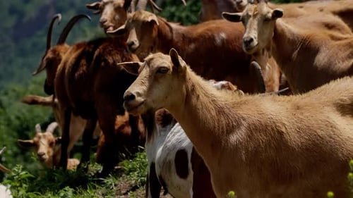 Herd of Goats Grazing on a Lush Green Hillside with Dominant Goat Looking Towards Camera