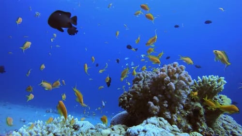 Tropical Marine Coral Garden