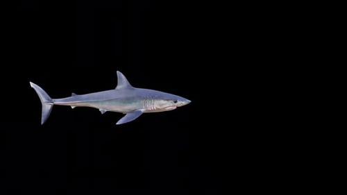 Animated Great White Shark Swimming Across Frame Alpha Channel
