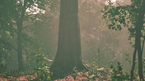 Sun Rays Flowing Through the Tree Trunks of the Evergreen Forest