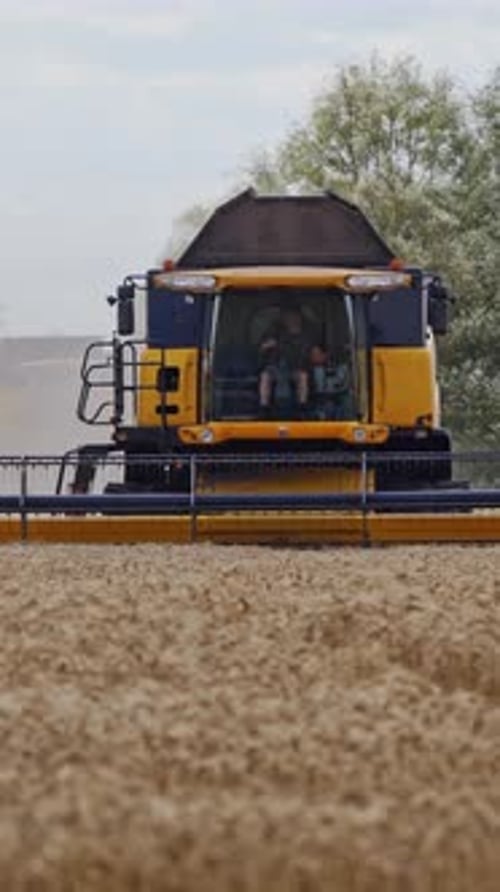 Combine harvester working in field. Harvesting is the process of gathering a ripe crop