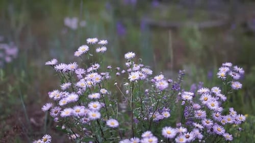 Primer plano de flores brillantes de Aster alpinus sobre fondo verde. Imágenes de vídeo de Purple Little