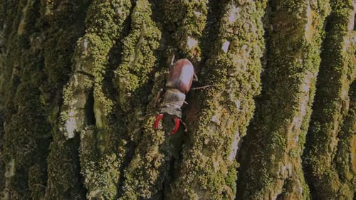 Stag Beetle crawls downward rough bark of an old oak, surface is vividly coated in green moss