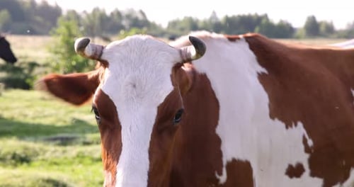 Beautiful cow grazing on green grass in meadow