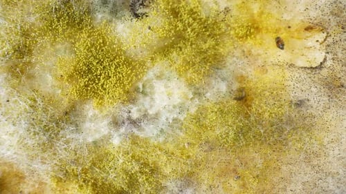 Shows mold and fungus growth on a piece of bread.