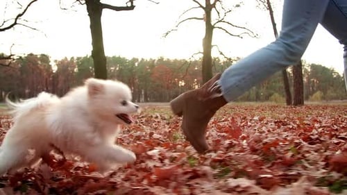 Dog and Owner Walking in Autumn Park