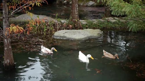Group of ducks paddling around in pond looking for food