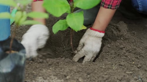 Junge Frau pflanzt Pflanzen in schwarze Plastiktüte oder Gärtnertüte.